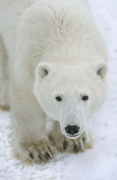 Portrait of a polar bear ⬇ Stock Photo, Image by © SURZet #4846043