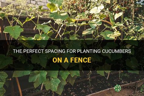 The Perfect Spacing For Planting Cucumbers On A Fence Shuncy