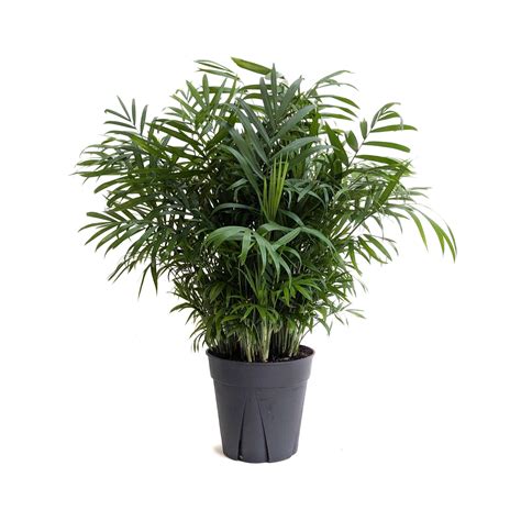 Chamaedorea elegans (Parlor Palm) – Diameter Plants