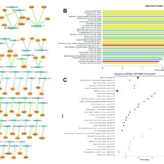 Lncrna Mrna Interaction And Lncrna Target Gene Prediction A Visual