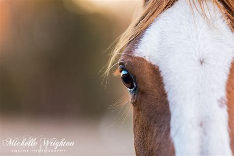 Lifestyle Horse Portraits By Australian Equine Photographer Michelle