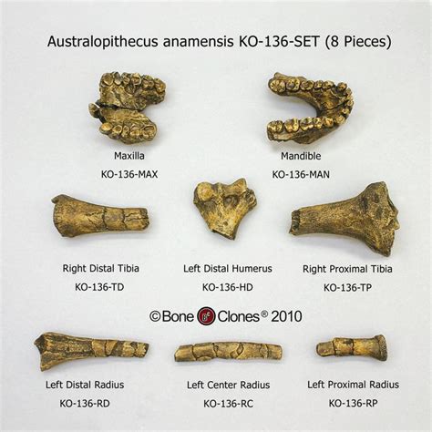 Australopithecus anamensis - Alchetron, the free social encyclopedia