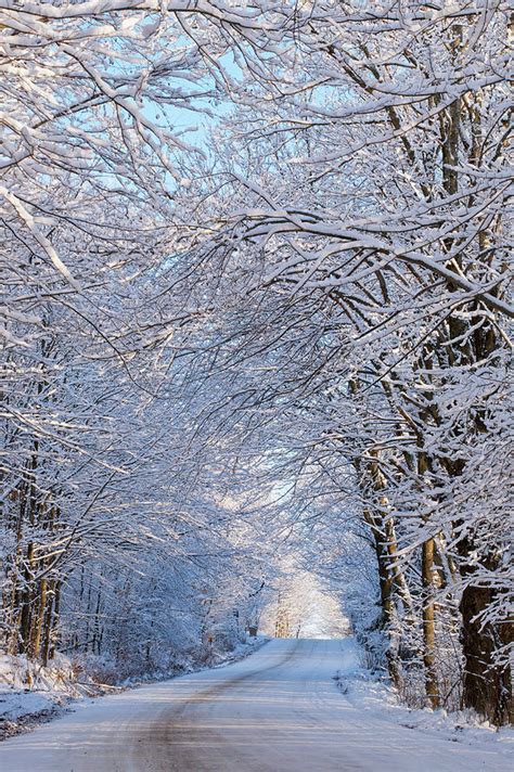 Tree Lined Road In Winter By David Chapman Design Pics