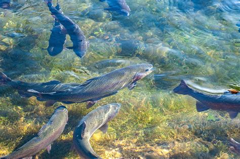 Steuerliche Behandlung Der Fischzucht Und Binnenfischerei Loranth