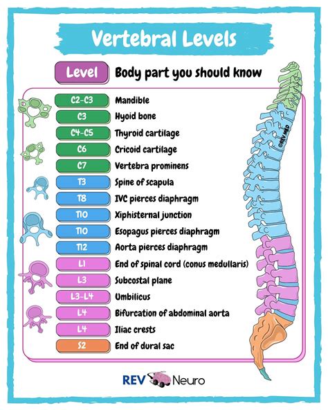 Rev Med Anatomy Medical Education On Instagram We Have More