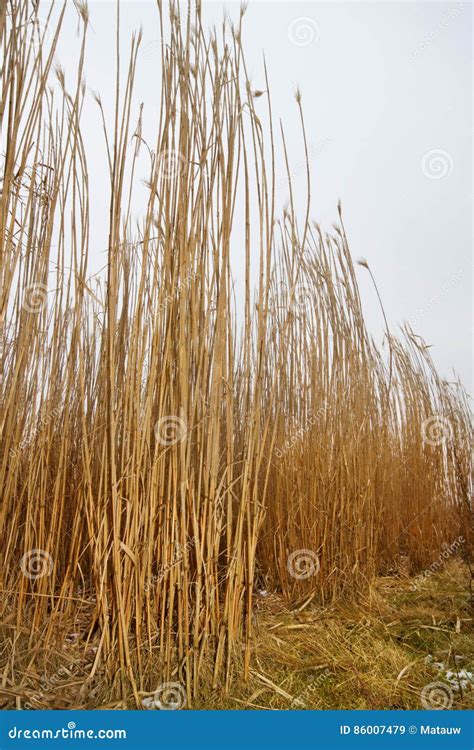 Giant Miscanthus Miscanthus X Giganteus Stock Image | CartoonDealer.com ...