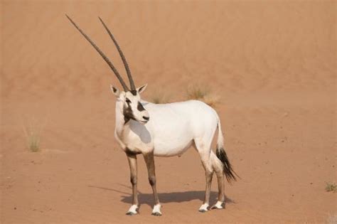 Arabian oryx ~ Everything You Need to Know with Photos | Videos