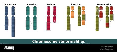 Visualization Of Common Chromosomal Mutation Or Disorder Numerical Or