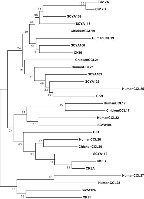 Phylogenetic Trees Were Drawn From ClustalW Generated Multiple Sequence