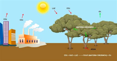 Biolog A Sumideros De Di Xido De Carbono