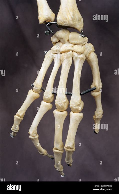 Hand Bones of a Human Skeleton Stock Photo - Alamy