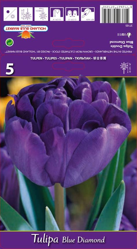 Tulipa Blue Diamond Agri Vrt