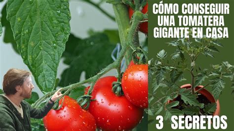 C Mo Cuidar Una Tomatera Dentro De Casa Y Que Se Haga Enorme Siguiendo