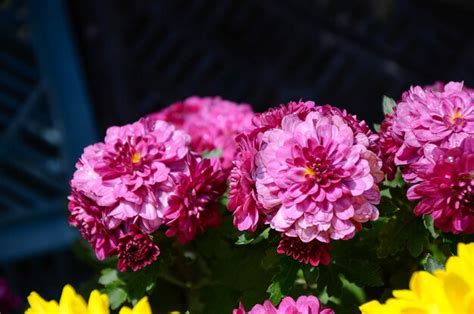 Premium Photo | Zinnia chrysanthemum flower