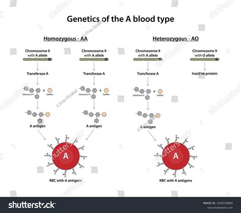 Genetics Blood Type Stock Vector (Royalty Free) 2292578081 | Shutterstock