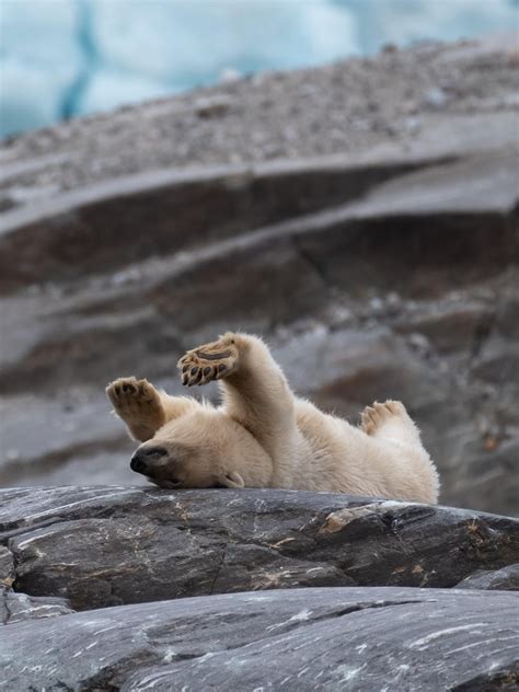 Polar bears at Svalbard : r/wildlifephotography