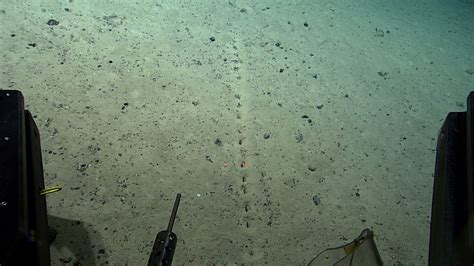 Mysterious Seafloor Holes Baffling Scientists to Be Probed for DNA ...