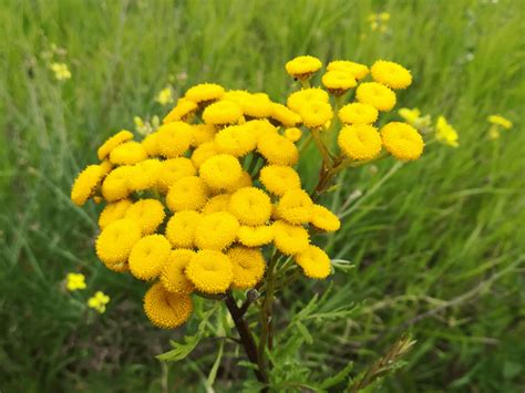 X Wilde Bloemen Herkennen Inheems Plants Garden Flowers