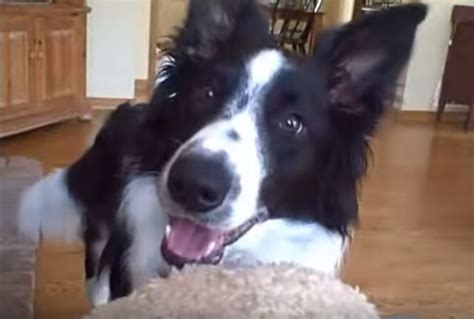 Are Border Collies Smart