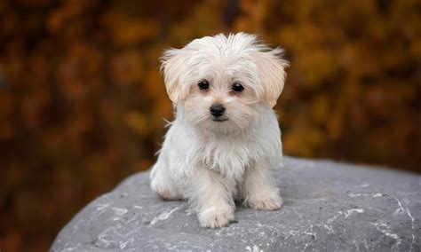 Maltese Dog Names – Playful & Most Adorable Ideas – Pet Guide Reviews