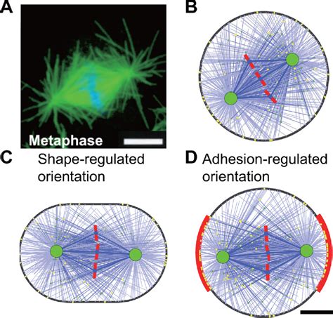 Cell Shape And Intercellular Adhesion Regulate Mitotic Spindle