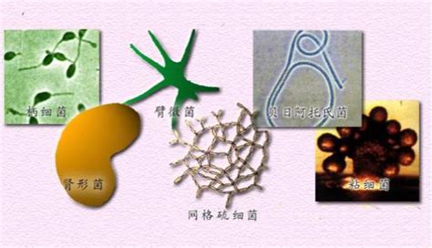 科学网—环境微生物之细菌 王从彦的博文