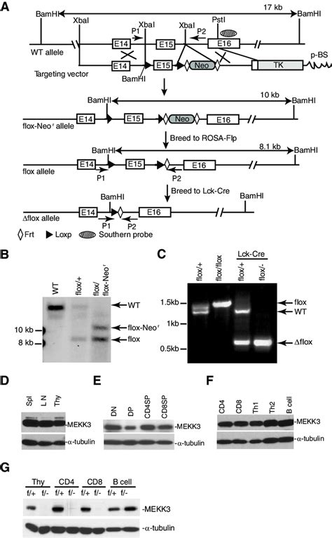 Conditional Ablation Of Mekk In T Cell Lineages A A Diagram Showing