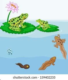 Frog Metamorphosis Stock Vector Royalty Free Shutterstock