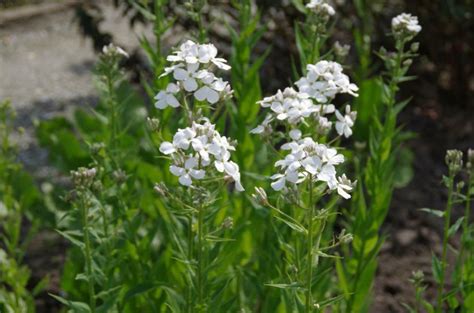 Hesperis Matronalis Alba Witte Damastbloem De Tuinen Van Appeltern