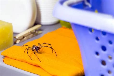 How To Prevent Spider Infestations Target Pest Control