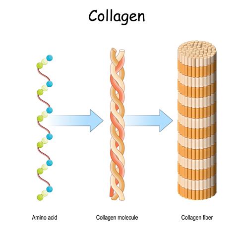 Fibrillar Collagens