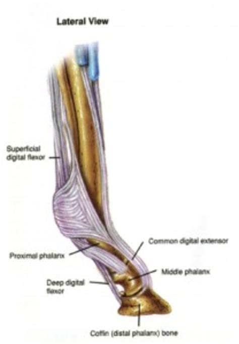 The Deep And Superficial Digital Flexor Tendons Run Like Cables Down