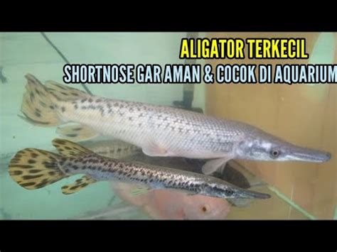 ALIGATOR TERKECIL SHORTNOSE GAR COCOK DAN AMAN DI AQUARIM YouTube