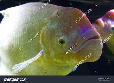 Asian Sheepshead Wrasse White Fish Aquarium Stock Photo 1219236409 ...