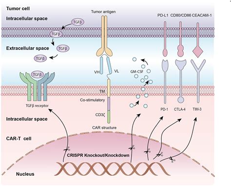 Frontiers Crisprcas9 Gene Editing In Cancer Immunotherapy Promoting