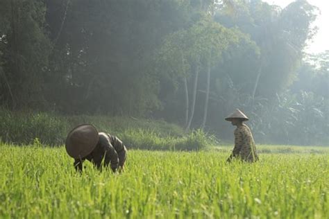 Mimpi Tentang Sawah Benarkah Akan Datang Perubahan Besar Kumparan