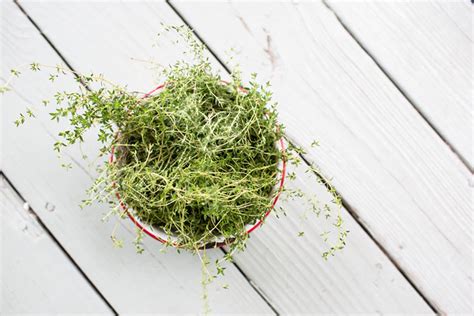 How to Dry Thyme! - Sidewalk Shoes