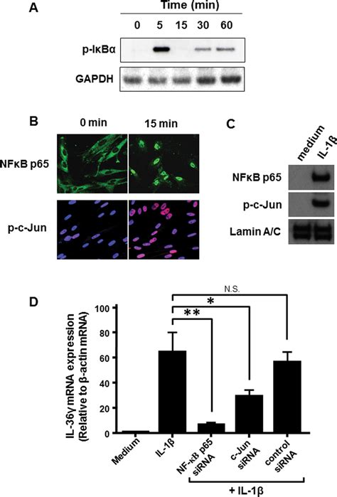 Involvement Of Activation Of Transcription Factors Nf B And Ap In