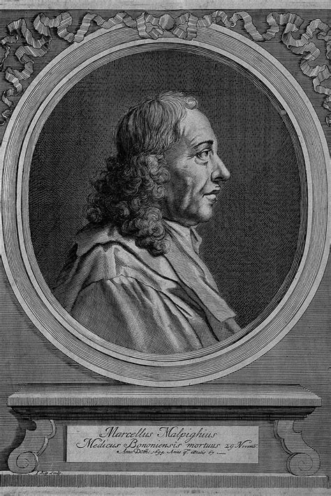 Marcello Malpighi Meer