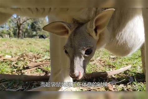 小伙好奇翻开袋鼠育儿袋，刚打开的一瞬间，宁愿自己没看过！ 育儿袋 袋鼠 小伙