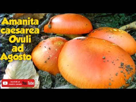 AMANITA CAESAREA OVOLI AD AGOSTO Sub YouTube