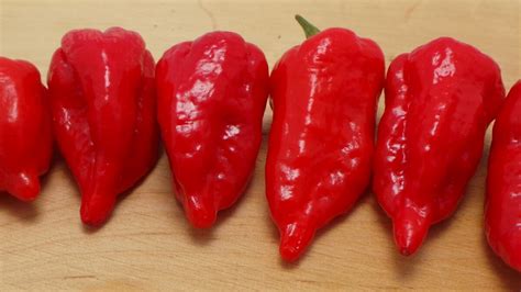 Bhut Jolokia Alis Ghost Pepper Cultivo Y Nivel Scoville