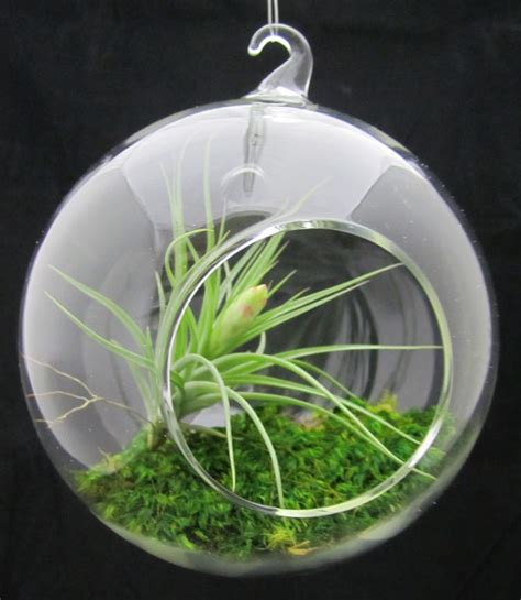 Sprout Home Chicago: Air Plants... in Hanging Glass Globes