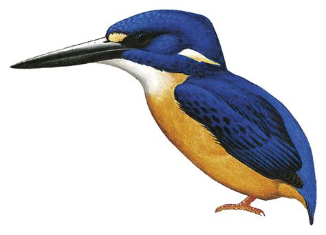 Manus Dwarf Kingfisher Ceyx Dispar World Bird Names