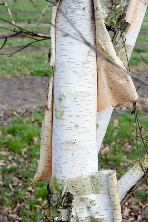 Brzoza Po Yteczna Doorenbos Betula Utilis Made In Forest