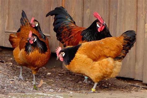 Vorwerk Chicken: Eggs, Temperament, Size and Raising Tips