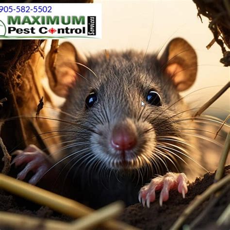 Eliminate Mice Invasion: Hire Maximum Pest Control Services for Your ...