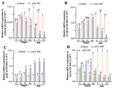 Ijms Free Full Text Sex Lethal Gene Manipulates Gonadal Development