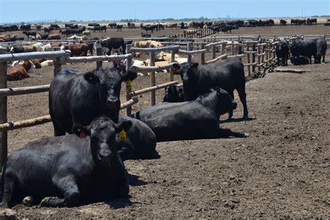 DNA: feedlot strategies - CAB Cattle