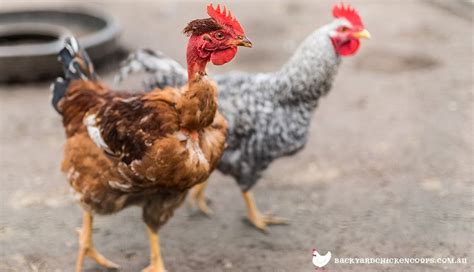 Rare Chicken Breeds Across The World